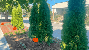 New plants and irrigation system in Musachevo from DeBulCo